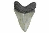 Serrated, Fossil Megalodon Tooth - North Carolina #379149-1